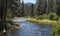 A stream flowing through a pine forest