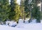 Stream flowing through a thick cover of snow in the Jizera Mountains, Czech Republic, Europe.