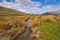 Stream flowing though a Mountain Meadow