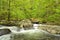 Stream flowing through verdant forest.