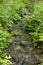 Stream flows between ferns and reeds through a forest