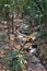 Stream through in the forest with green vegetation