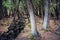 Stream Forest, Kitch-iti-kipi State Park, Michigan