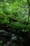 A stream in the forest, old mossy fallen trees. gloomy forest landscape in a coniferous forest. blur and selective focus