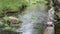 Stream fresh water nature scene. Mountain fresh water stream nature scene