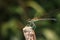 Stream Glory on leaf, Green Dragonfly on leaf in nature