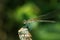 Stream Glory on leaf, Green Dragonfly on leaf in nature