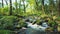 Stream among green jungles, time-lapse