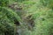 stream, green plants, leaves near the water