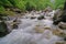 Stream and green trees