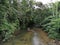 Stream inside the rainforest with green trees and plants