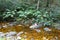 Stream in Knysna forest, South Africa