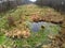 Stream in Kozienicki Park Krajobrazowy in Poland