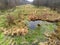 Stream in Kozienicki Park Krajobrazowy in Poland