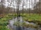 Stream in Kozienicki Park Krajobrazowy in Poland