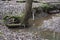 Stream with large tree, Ash Cave, Ohio