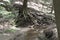 Stream with large tree, Ash Cave, Ohio