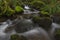 Stream with lush greens and moss in central Cascadia 
