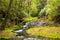 A stream in lush New Zealand temperate rainforest