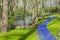 A stream meanders between the trees and lawns with tulips and grape hyacinths muscari in a park in Lisse