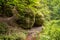 Stream and moss covered rocks in the Drachenschlucht near Eisenach