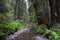 Stream in Muir Woods National Monument, California