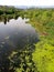 A stream near Rawal Lake  with green seen and reflection