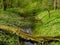 Stream partialy overgrown by plants and shrubs in spring forest