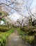 Stream passing through cherry blossoms in spring, Kenrokuen gardens, Kanazawa, Japan