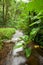 Stream in rain forest