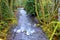 Stream through the rain forest