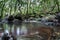 Stream in Rainforest and Natural Pool