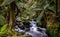 Stream in the rainforest of Tasmania