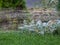 Stream of Rapidly Flying Water Drops On a Blurred Background of a Green Lawn