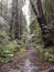 Stream redwood national forest muir woods california tall trees red woods