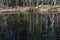 A stream with reflections trees and blue sky in spring in pines and birches forest