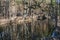 A stream with reflections trees and blue sky in spring in pines and birches forest