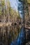 A stream with reflections trees and blue sky in spring in pines and birches forest. Vertical photo