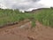 Stream Beside the Rio Chama near Abiquiu, New Mexico