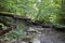 Stream running through a dappled forest