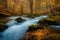 a stream running through a forest filled with trees and leaves in autumn time with sun shining through the trees