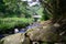 Stream running through indigenous forest - South Africa