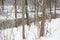 Stream running through snow covered wooded park