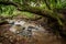 Stream running under fallen tree