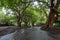 A stream in Savannah, Small River flows Through Plantation of Thick Old Curvy African Trees