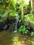 Stream in South African Indigenous Forest, Hogsback