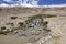 Stream at the Tso Moriri Lake in Ladakh, India