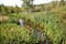 The stream turned into a swamp and overgrown with reeds