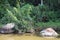 A stream among the vegetation.