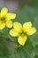 Stream Violet Viola glabella, Cowichan Valley, Vancouver Island, British Columbia